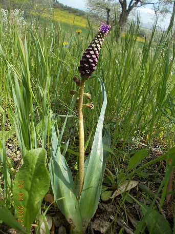 Muscari comosum